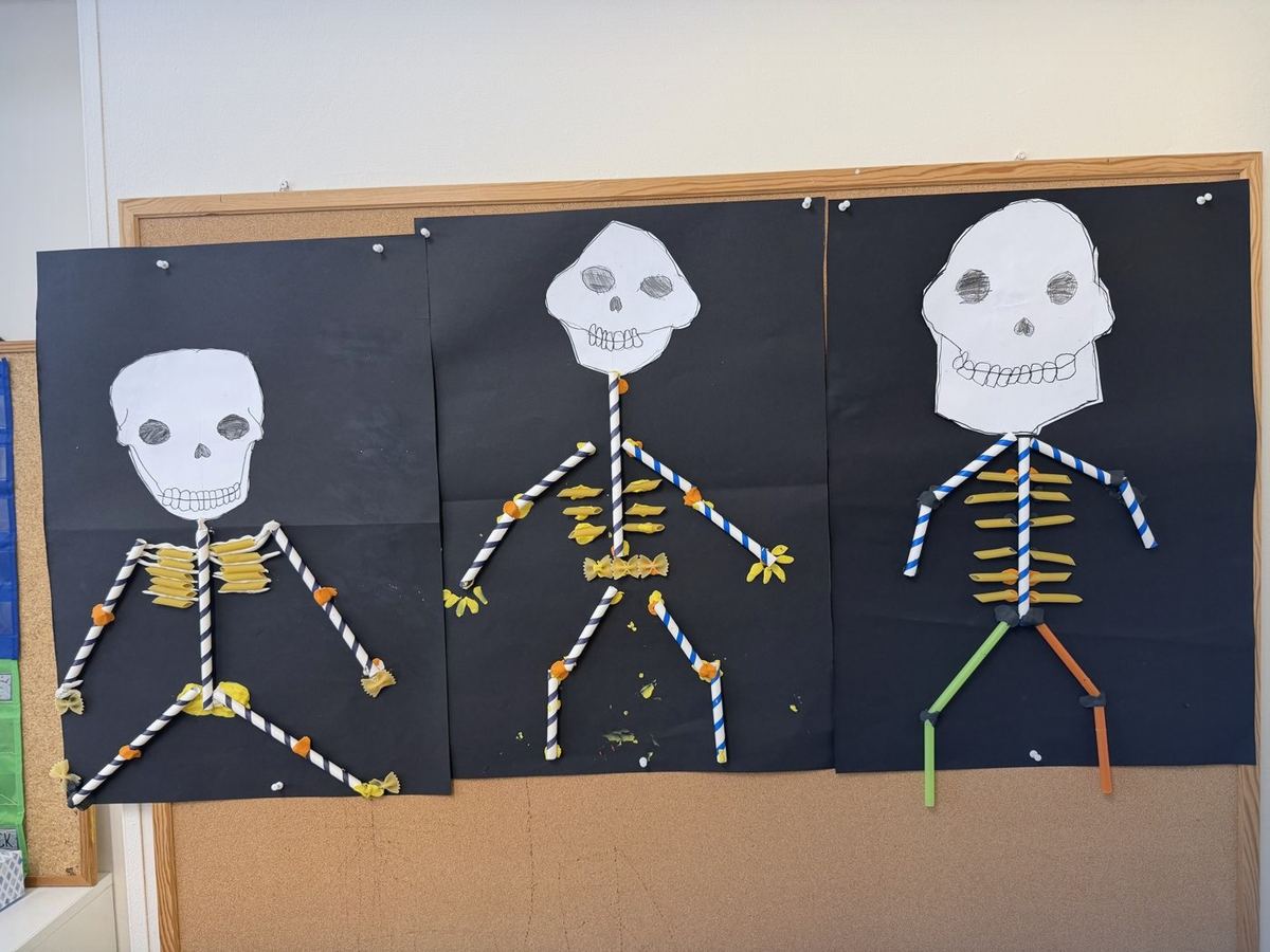 Modele szkieletów wykonane przez klasę 3